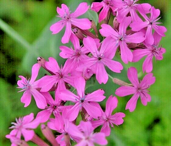 Catchfly 100 seeds. bright pink, Silene Ameria. blooms fast from seed. Campion.