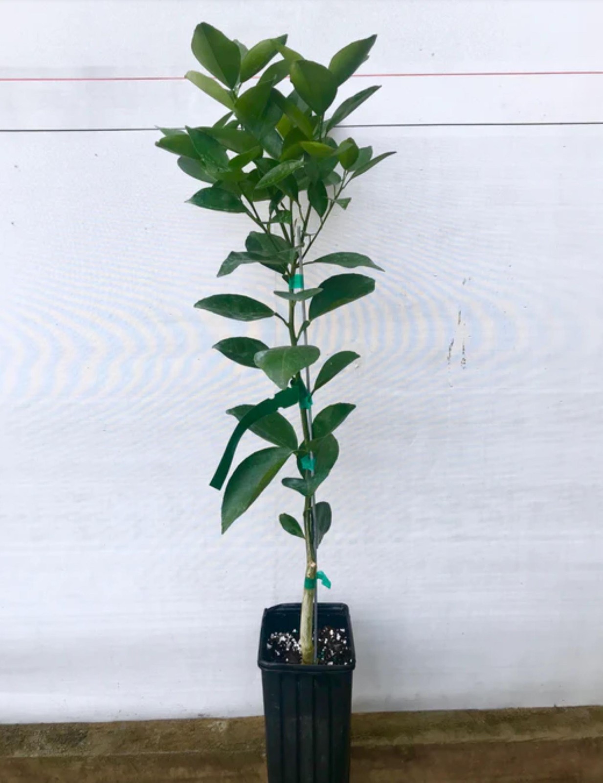 California only!! Tango Mandarin Tree 24-36 inches tall, grafted dwarf tree