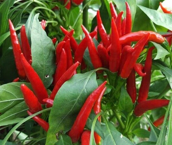 20 Top-Quality Freshly Harvested Thai Hot Red Culinary Premium Pepper Seeds-A 77