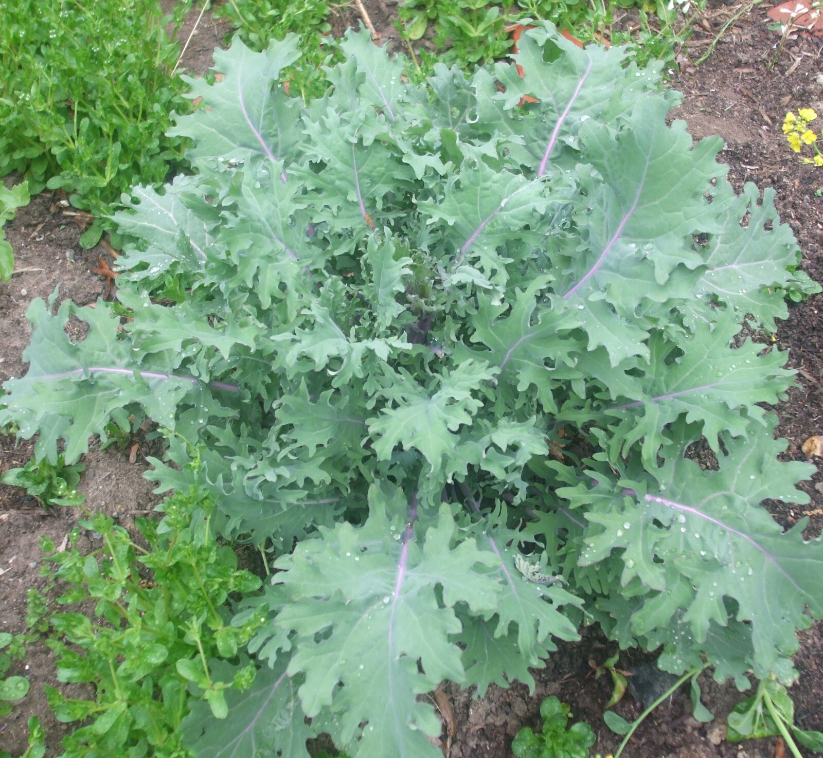200 seeds Russian Red Kale – organic crop of 2025 – winterhardy zone 3-11