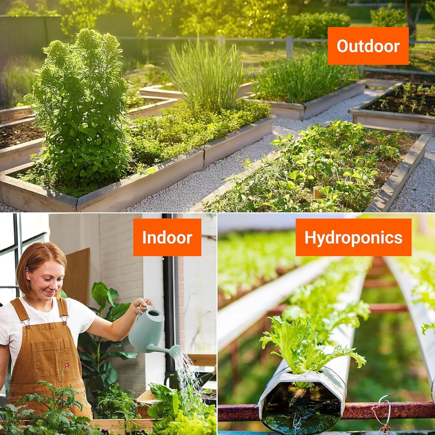 Pet Friendly Herb Seeds Variety Pack | 12 Heirloom Non-GMO Options for Planting