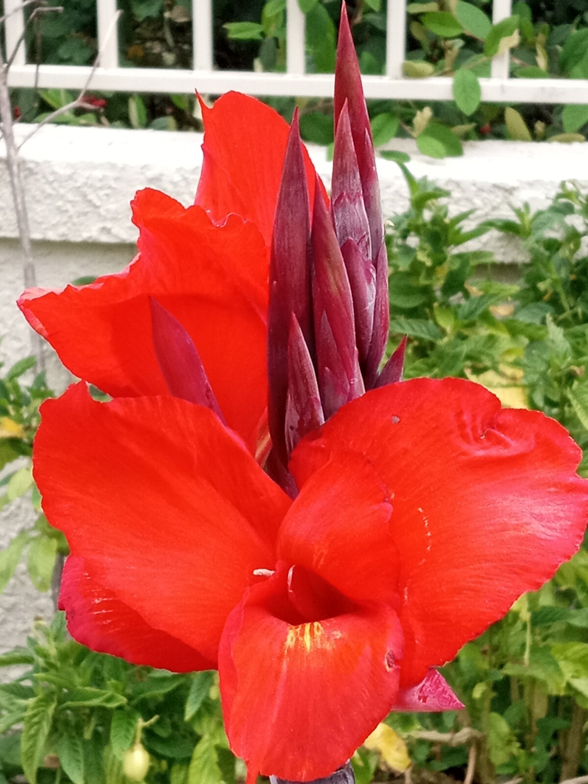 RED CANNA LILY Rooted Starter Plant Large Green Leaf – Hardy Tropical Perennial