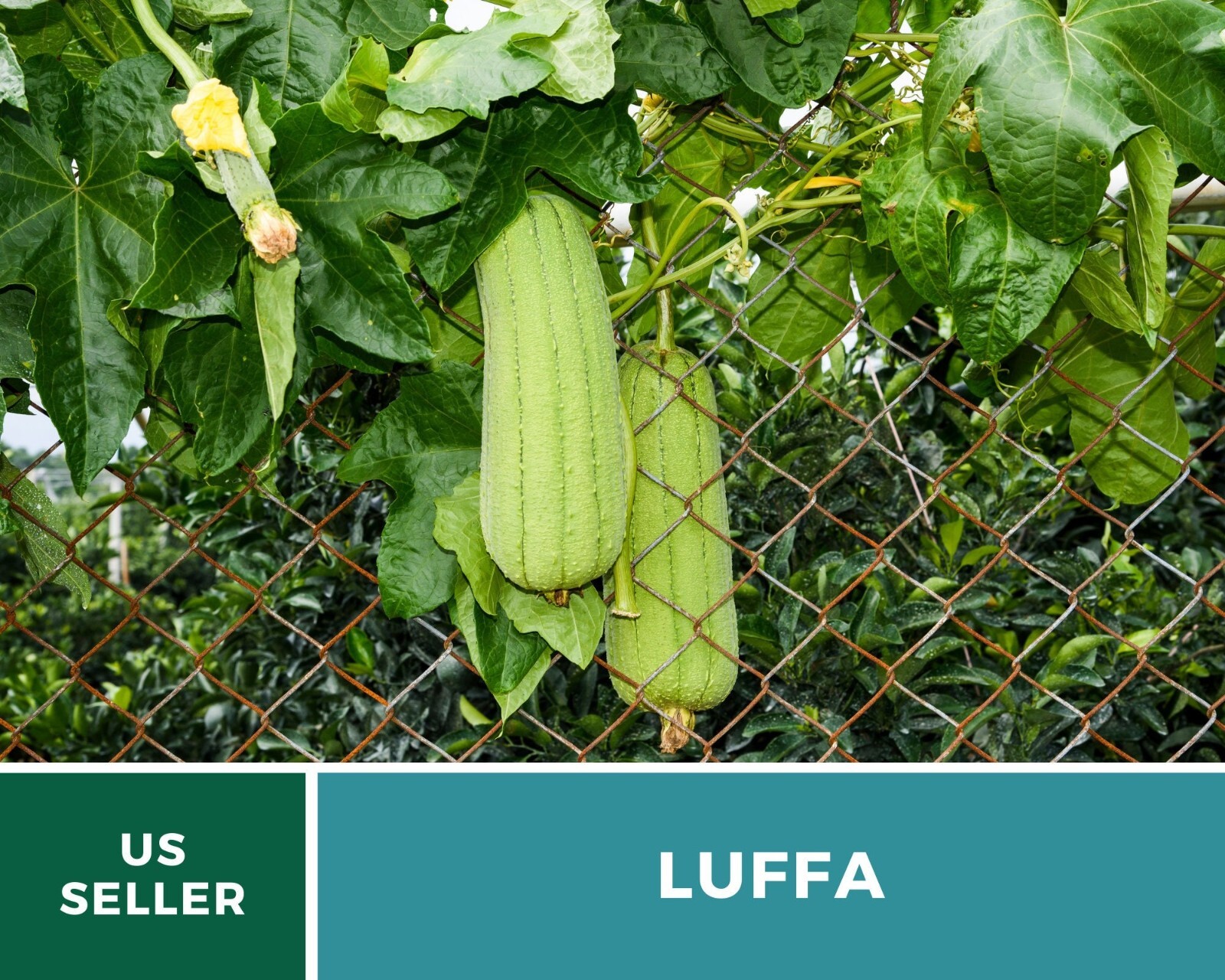 Gourd, Luffa – Heirloom Seeds – Grow Your Luffa Sponge (luffa cylindrica)