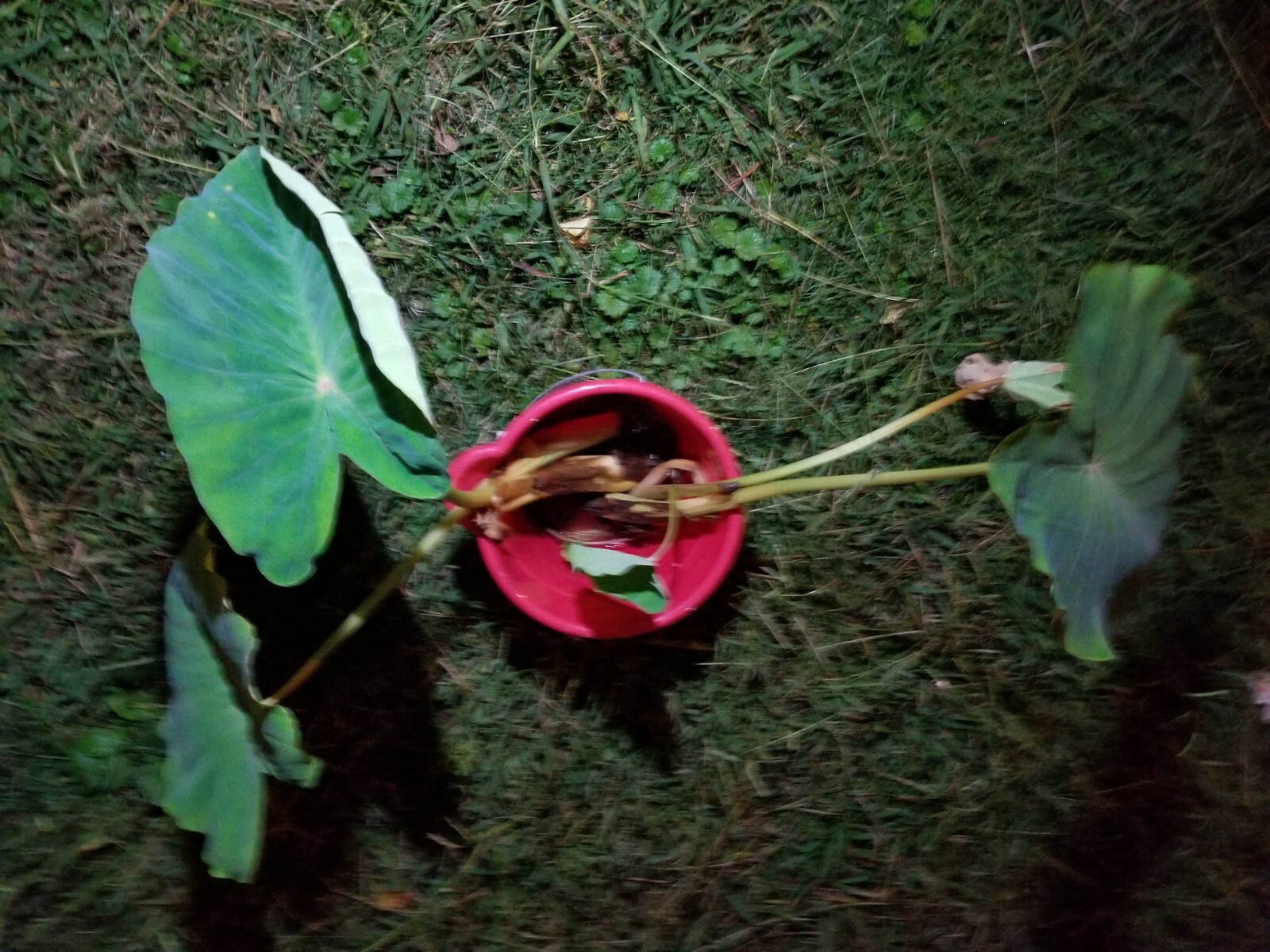 elephant ear bulbs or taro of sort (unknown variety) lot of 2 bulbs for good
