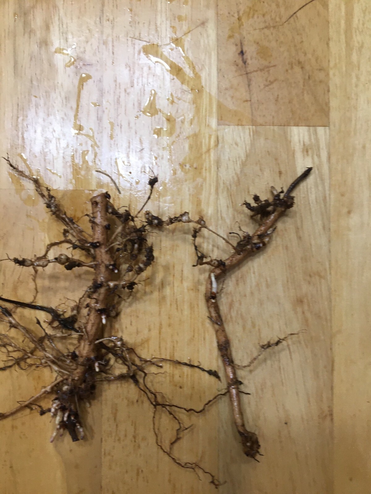 Start This Year’s Crop Today. 12 Organic Cascade Hop Rhizomes, $60.00