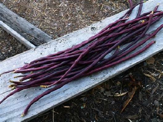 25 Chinese Red Noodle-Yard Long Bean Seeds, NON-GMO, Used often in Asian cooking