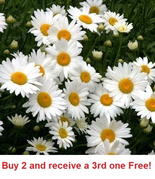 10,000 +/- Shasta Daisy Seeds Non-GMO
