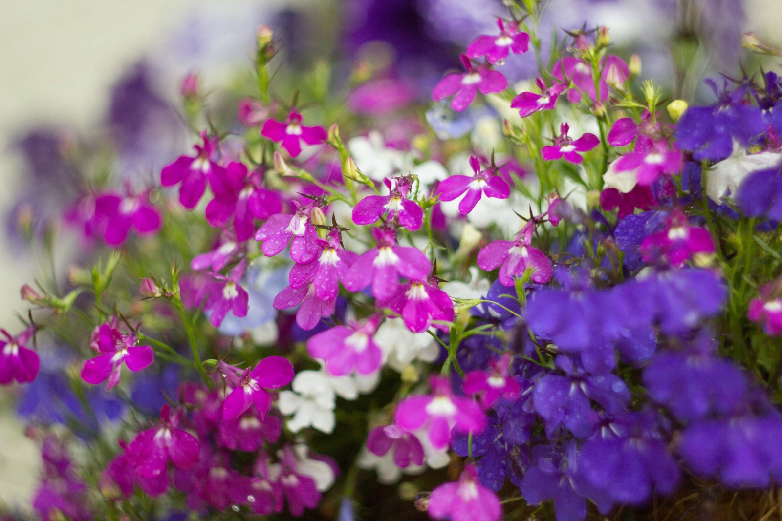 200 MIXED COLORS LOBELIA Regatta Lobelia Erinus Flower Seeds