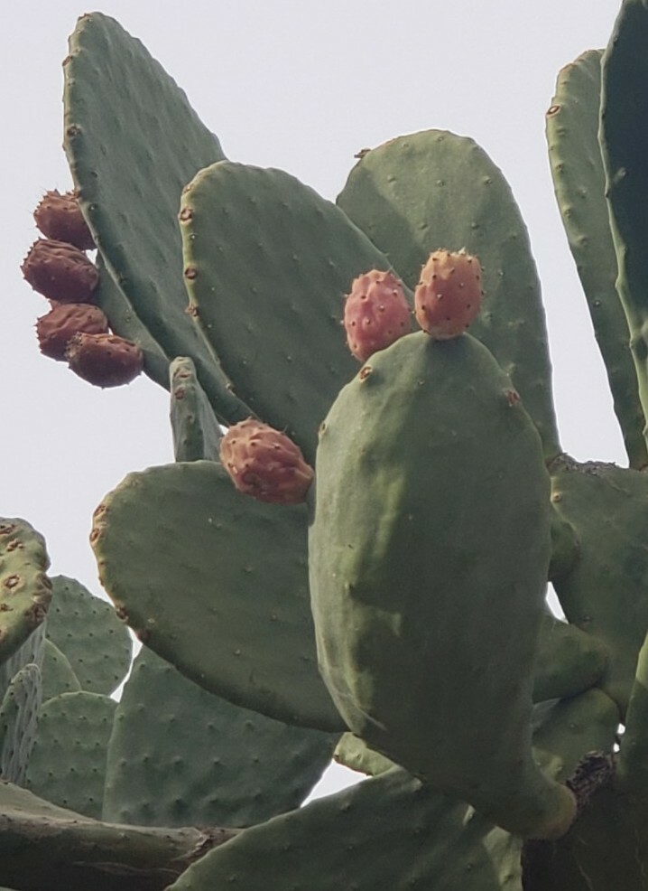 1 GIANT XXL RED FLOWER BURBANK SPINELESS OPUNTIA PRICKLY PEAR NOPAL CACTUS PADS