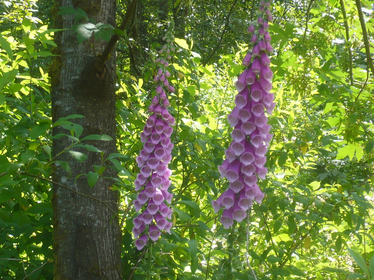 Pacific NW Giant Foxglove Mix 20,000 Seeds Digitalis Purpurea *Shelley
