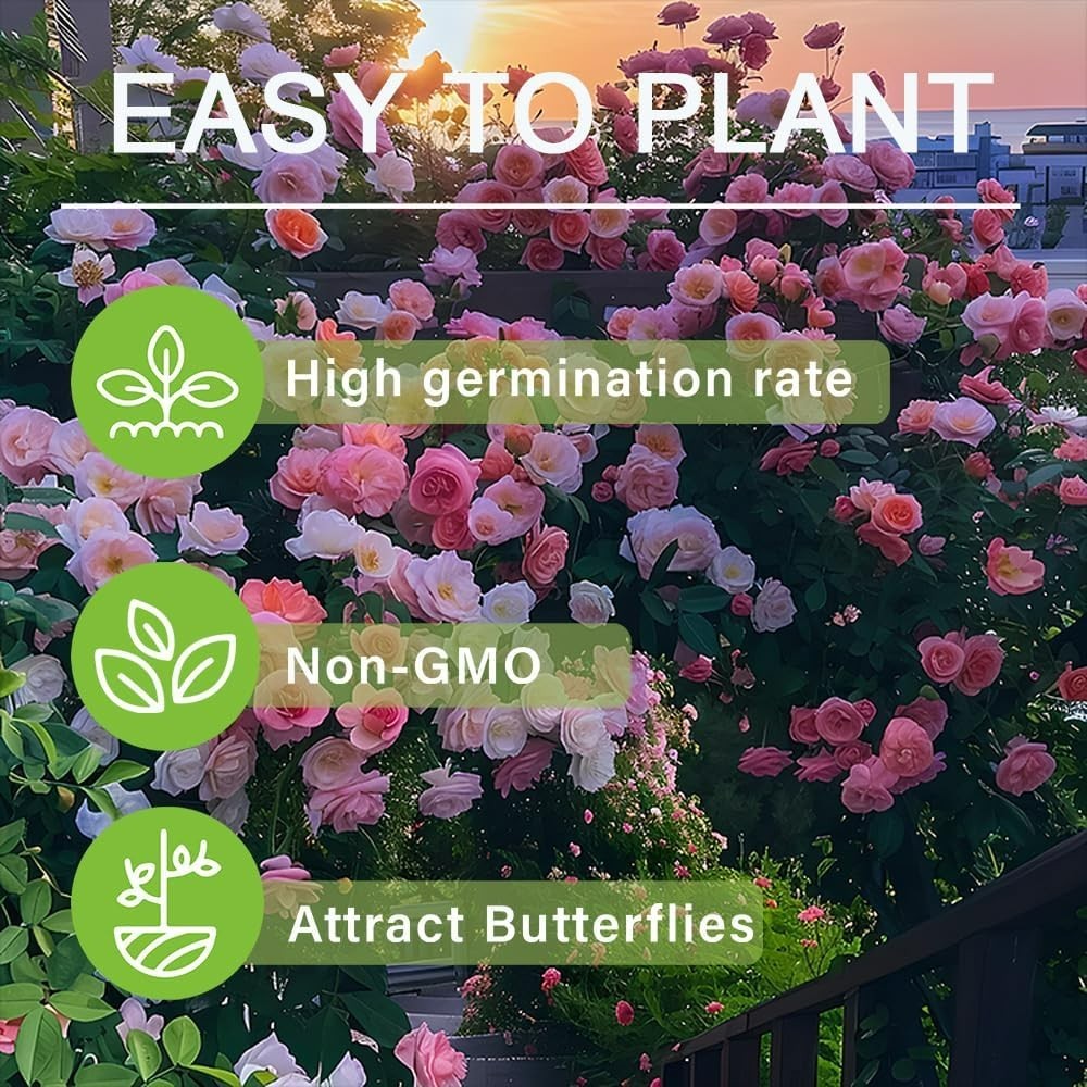 250+ Mix Climbing Roses Flowers Seeds -Rose Bushes Vine Climber Rose Seeds fo…