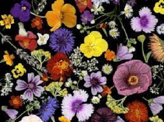 Organic Flowers 1-B