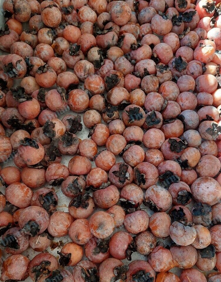 40 American Native Persimmon Tree STRATIFIED Seeds – Diospyros Virginiana