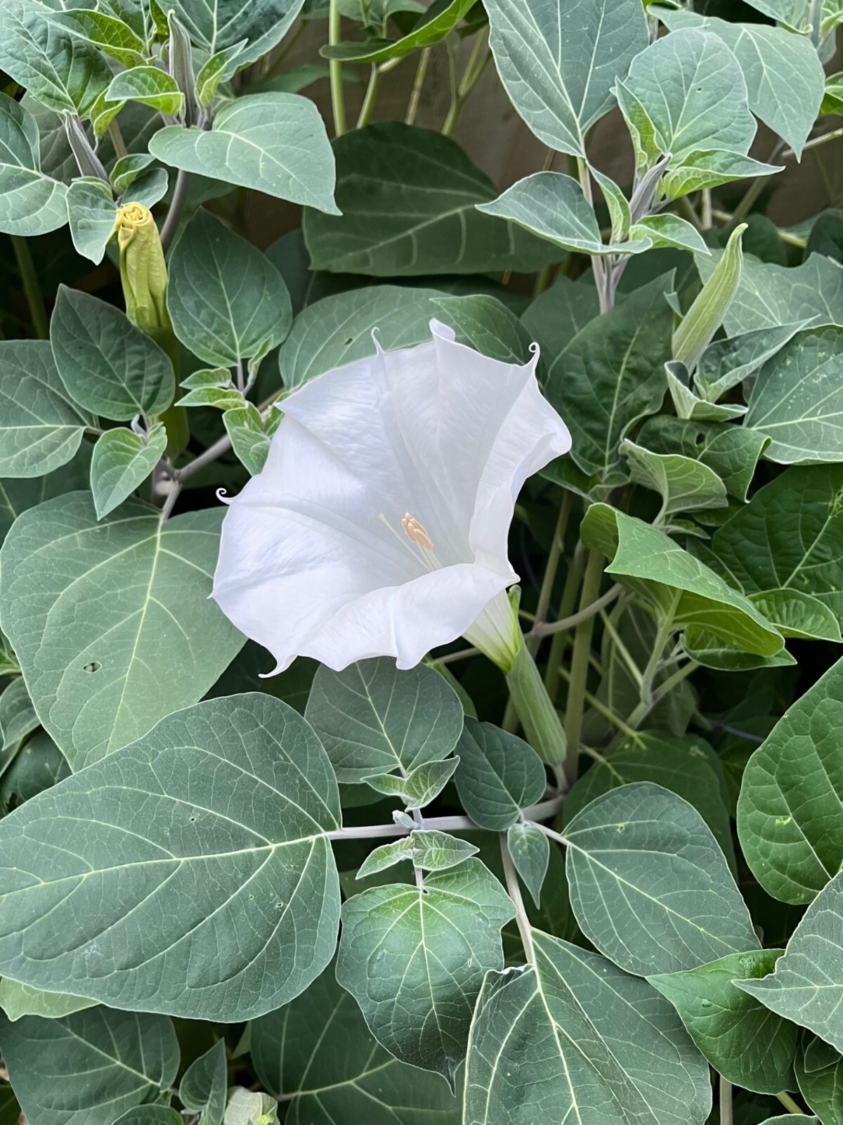 Moonflower Seeds WHITE Fragrant Bush Organic Moon flower Datura Angel Trumpet