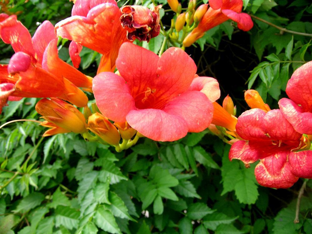 Trumpet Creeper, Campsis radicans, Vine Seeds