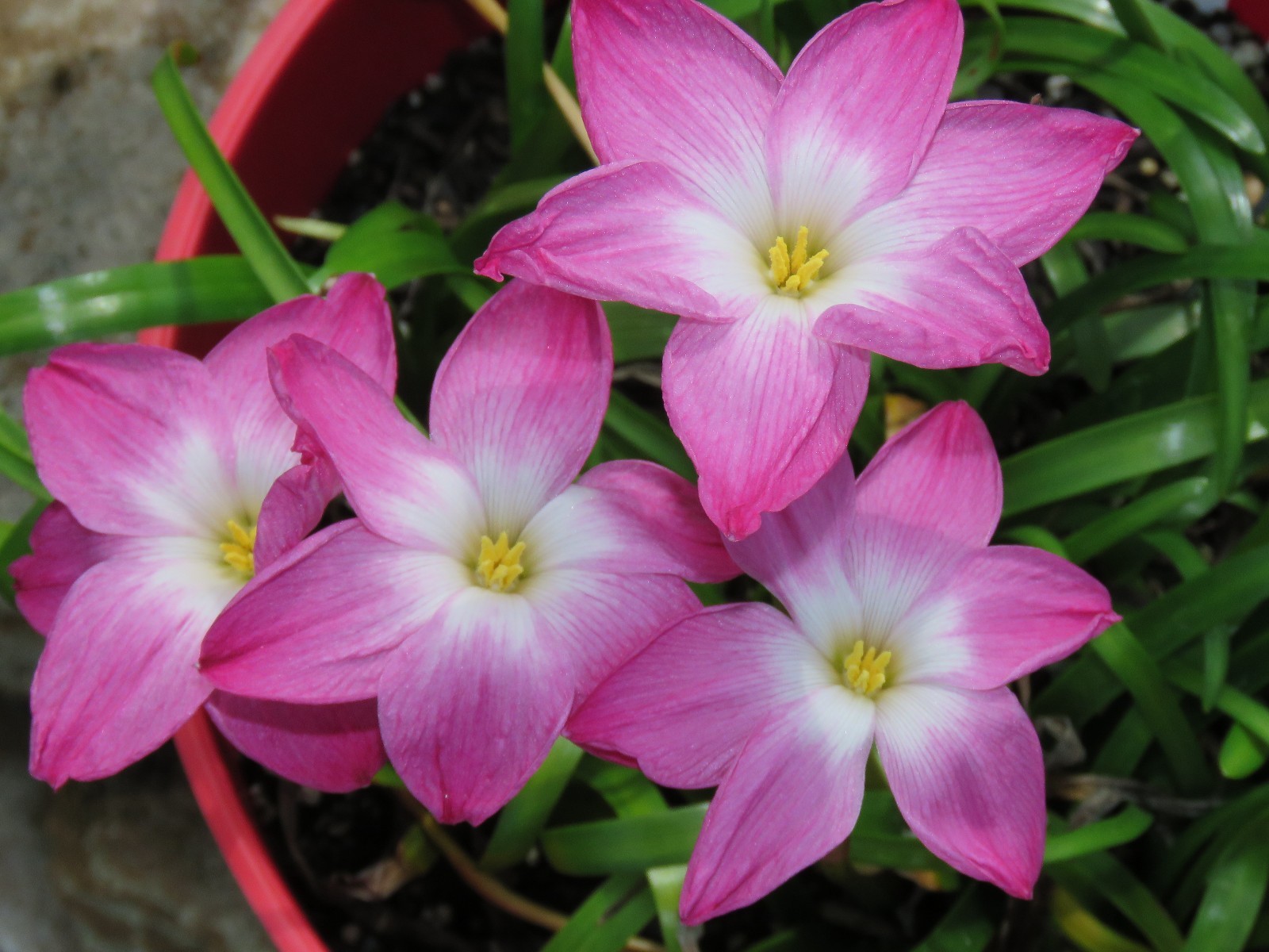 Rain Lily, Zephyranthes Labufarosea Lucky All Over, 1 bulb, NEW, habranthus