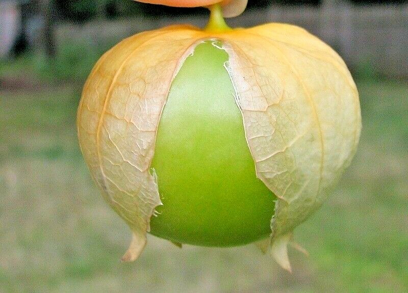 101+TOMATILLO GIGANTE Seeds Organic Summer Vegetable Garden Container Easy Grow
