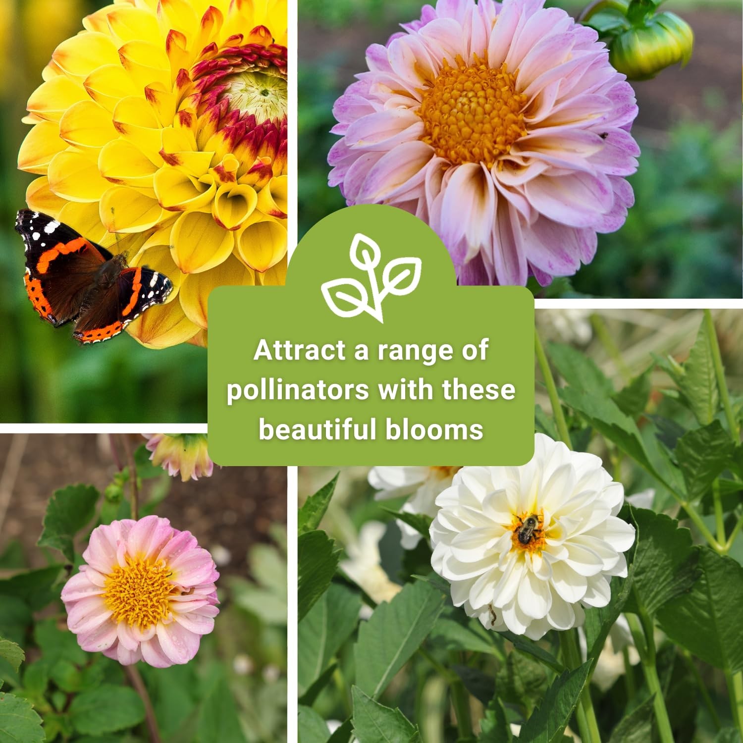Sow Right Seeds – Pompon Dahlia for Planting – Annual Non-GMO Mix