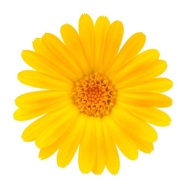 150 GARLAND CROWN DAISY SEEDS | 2026 FREE SHIPPING NON GMO HEIRLOOM