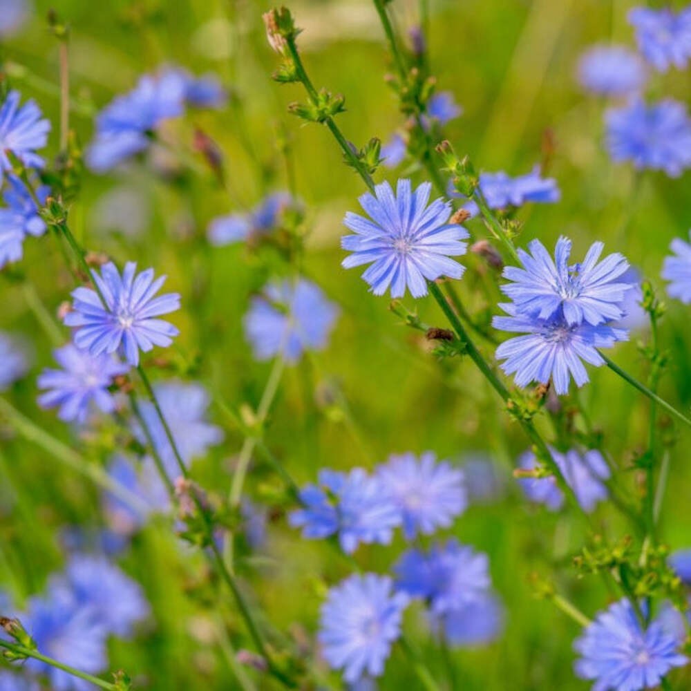 Wild Chicory Seeds (Cichorium intybus) ~Native Wildflower Pollinator Garden