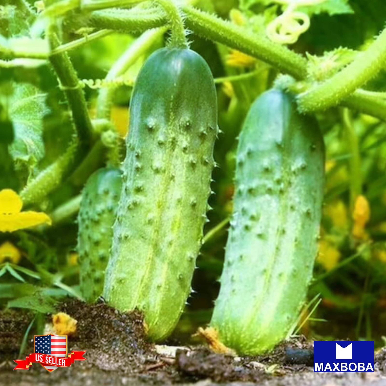 30+ Parisian Pickle Cucumber Fresh Seeds Non-GMO Heirloom Vegetable