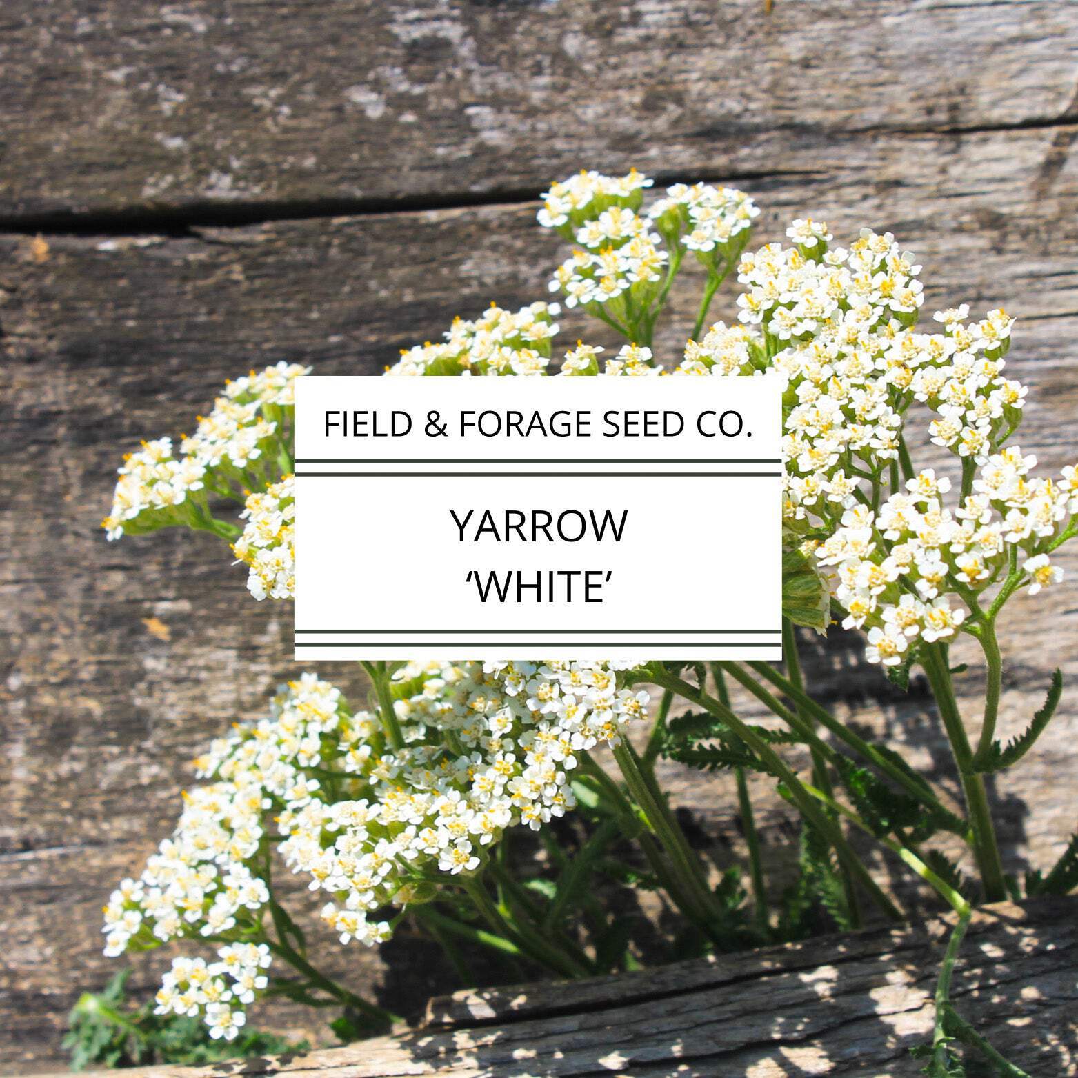 Yarrow ‘White’ | Achillea millefolium | Heirloom | Non-GMO | 100 Seeds