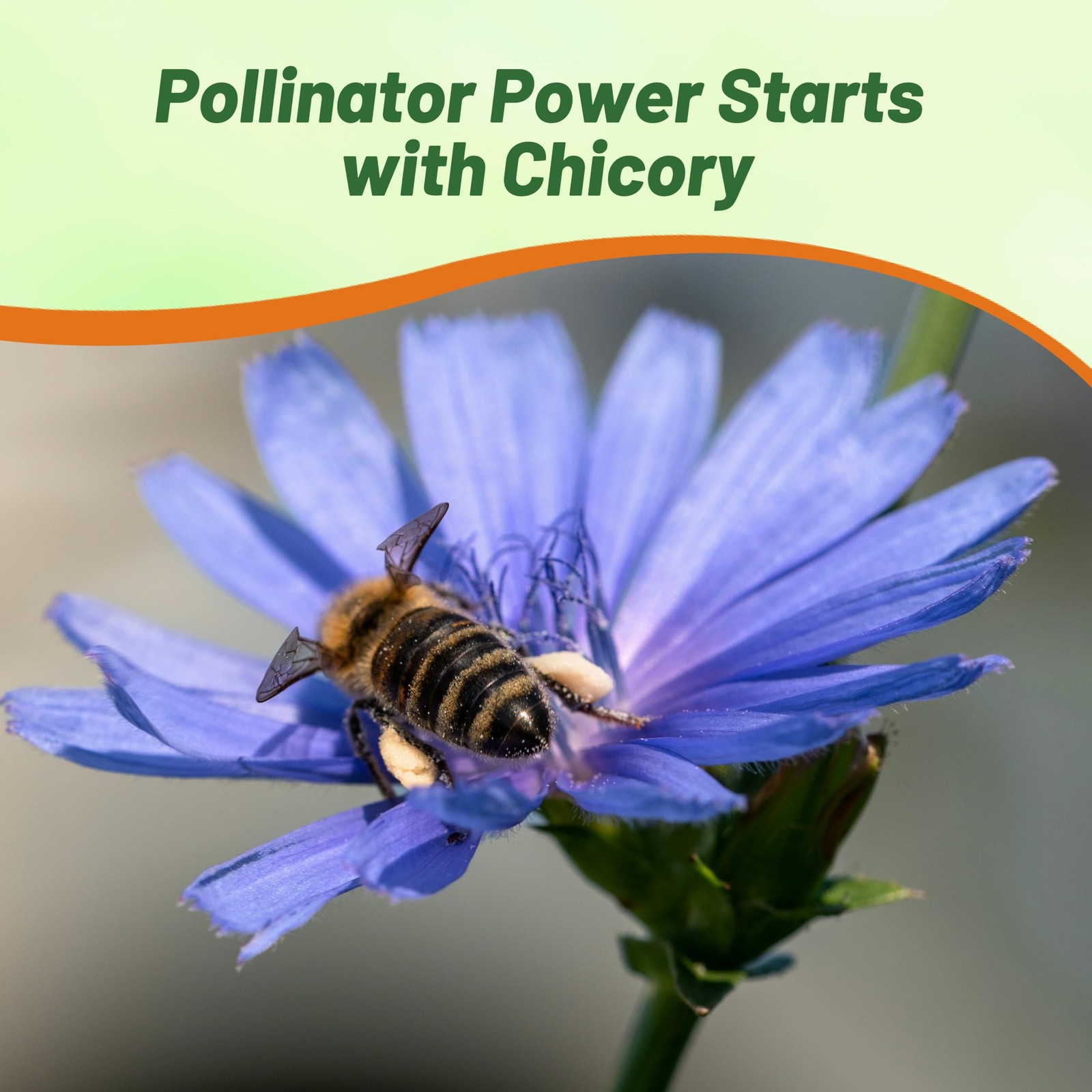 Chicory Seeds For Planting Perennial Drought Tolerant 5000 Pcs Blue Blooms Pastu