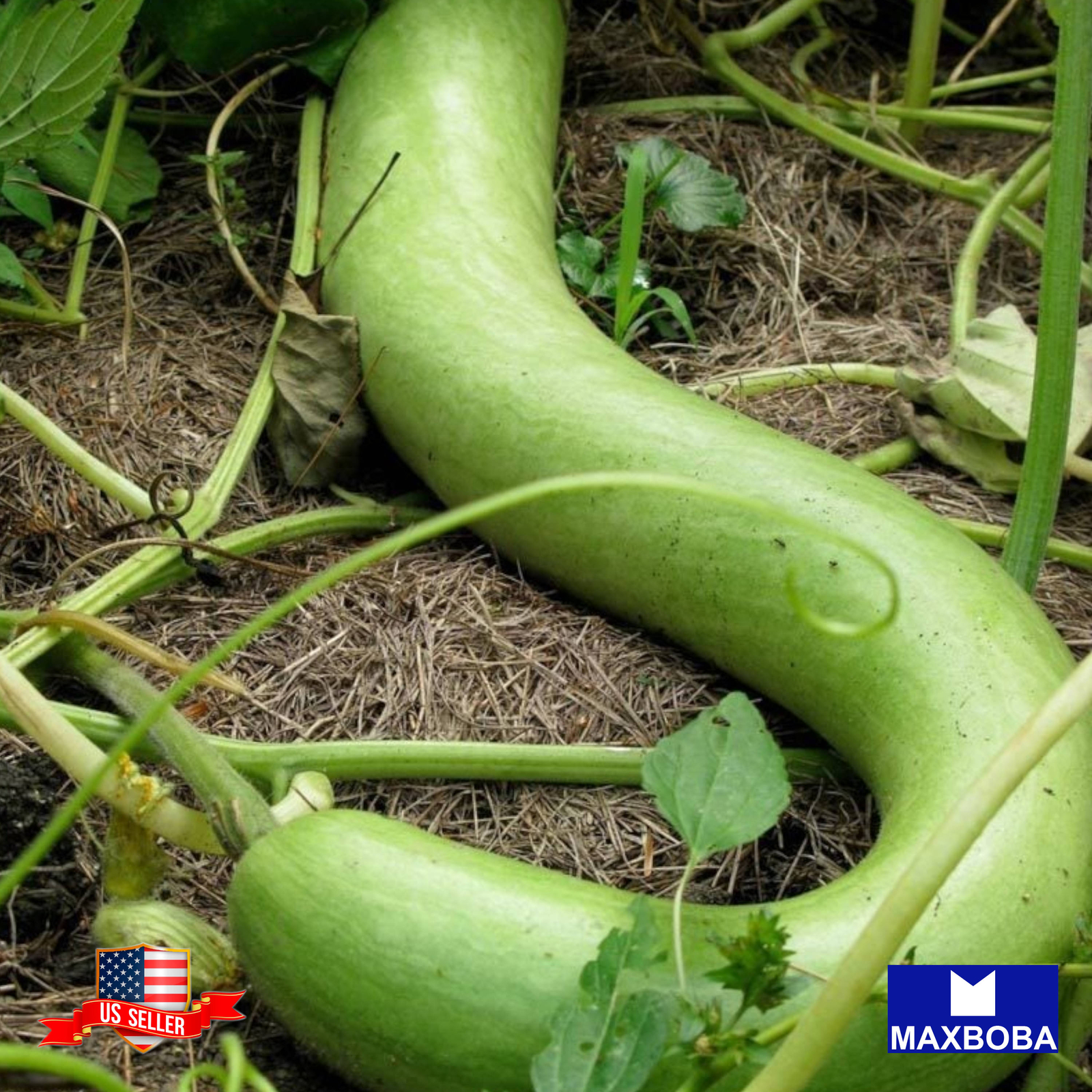 05 Italian Edible Gourd Cucuzzi Seeds Non-GMO Heirloom Vegetable BTGO 75% OFF