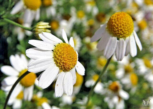 ROMAN CHAMOMILE 100 SEEDS, HERB, SLEEP, CALMING, HEALING, CHAMAEMELUM NOBILE