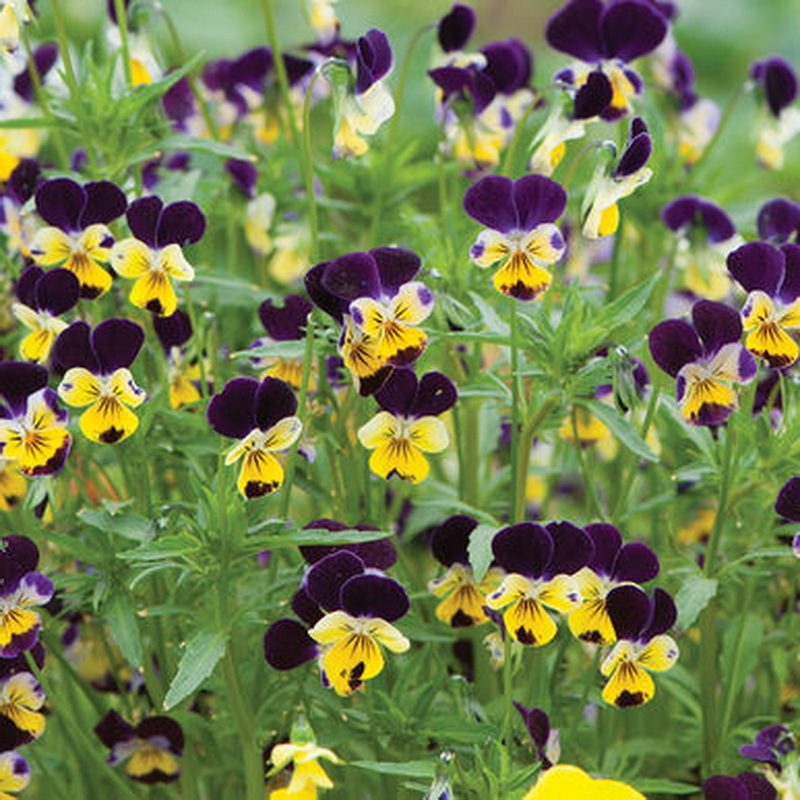 1oz JOHNNY JUMP UP Helen Mount VIOLA Seeds Tricolor Flower (Aprx 49,000 Seeds)