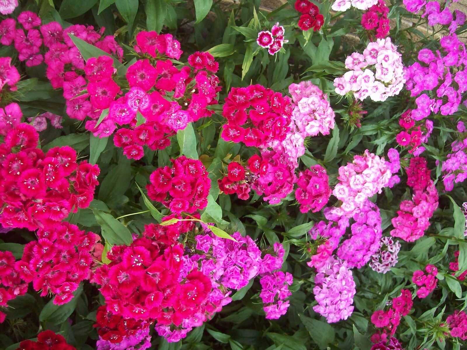 SWEET WILLIAM FLOWER SEEDS 500+ mixed colors REDS pink PURPLE white BIENNIAL