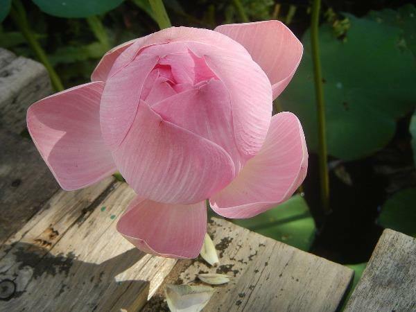 Nelumbo nucifera | Egyptian Bean | Sacred Lotus | 5 Seeds