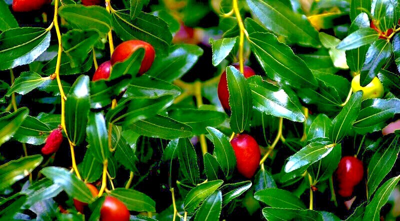 10 JUJUBE FRUIT TREE SEEDS RED CHINESE DATE INDIAN PLUM Superfruit Fast Hardy