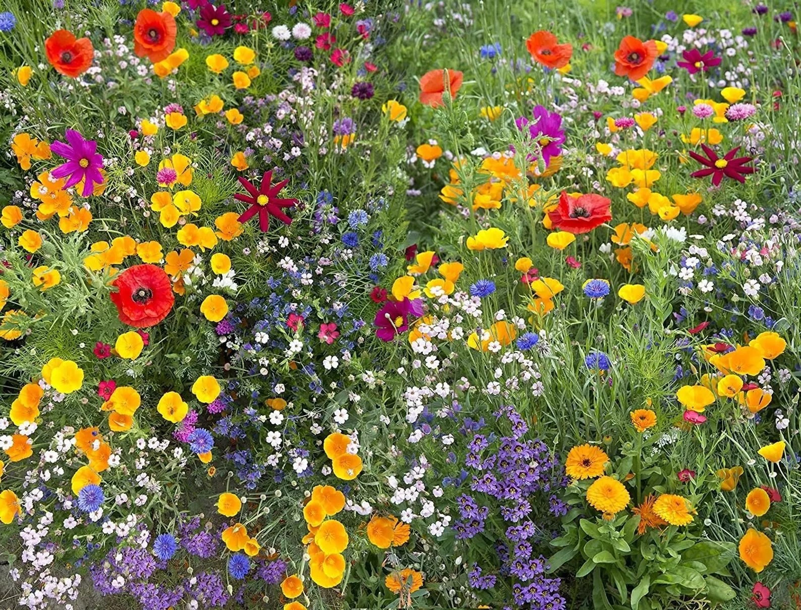500+ Wildflower Mix HUMMINGBIRD BUTTERFLY SEEDS – Perennials Annuals Heirloom