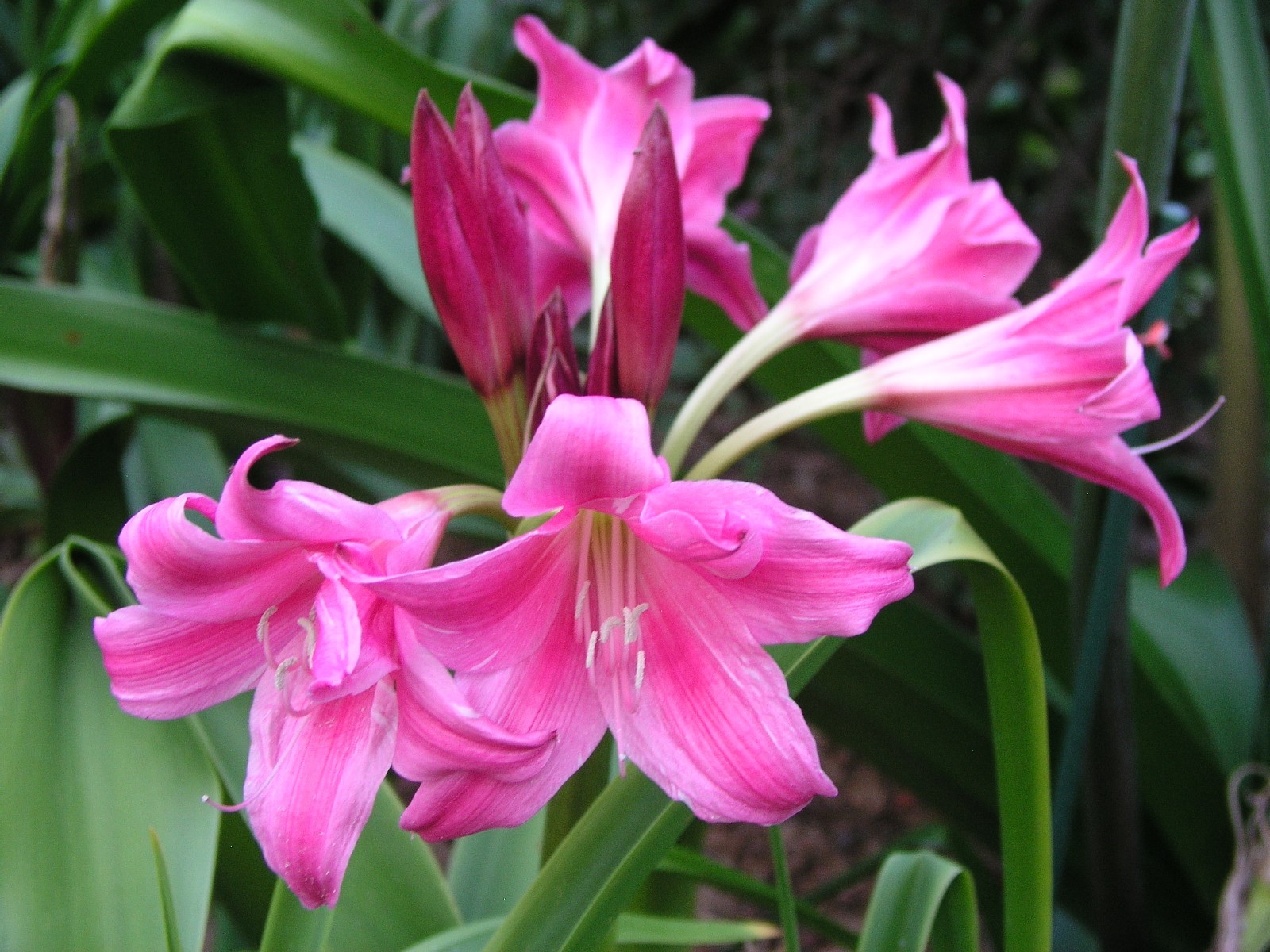 Crinum Lily, Carnival #02, medium-size bulb, NEW, stunning, RARE