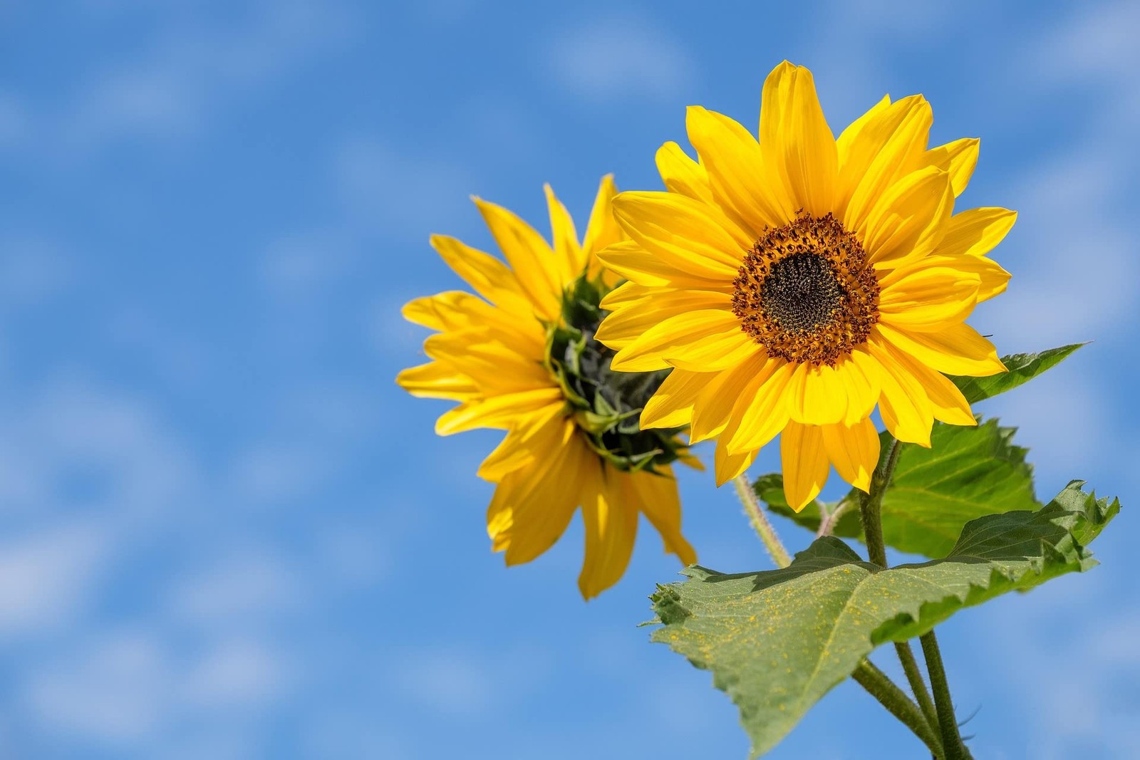 50 Slightly Assorted Flower Seeds! – Great for Bees, Birds, and Butterflies! …