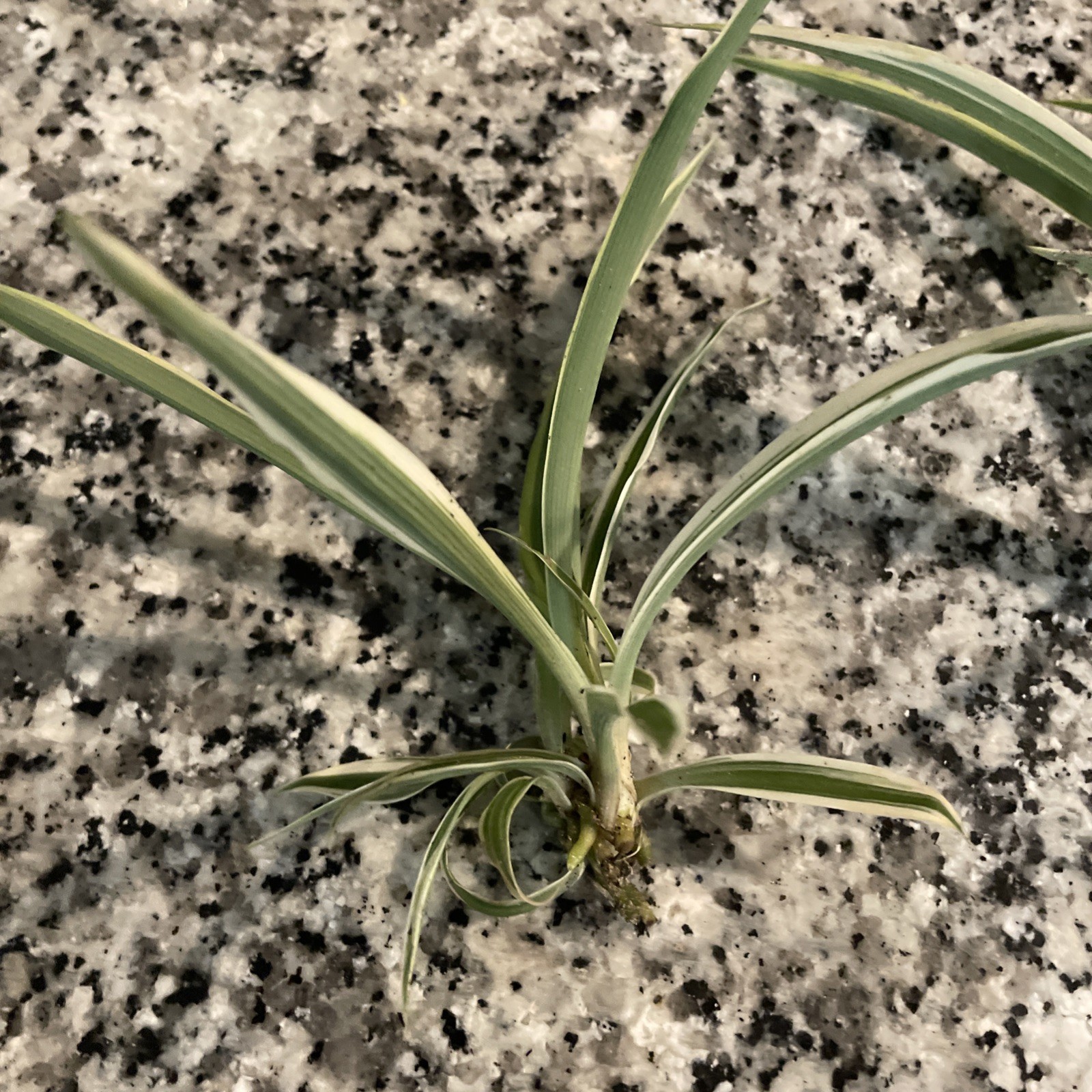 3 Spider Plants Cut Rooted Live Plants – Indoor Air Purifying Houseplants