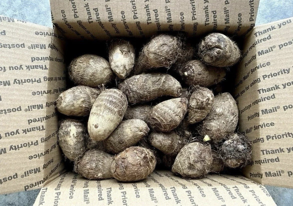25 LIVE Colocasia Esculenta Elephant Ear Taro Gabi Kalo Eddo Bulbs READY to GROW