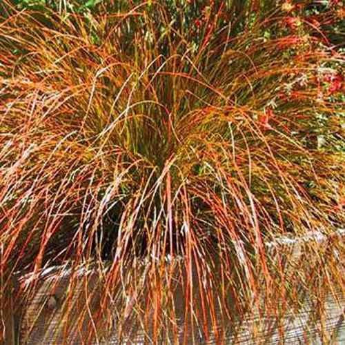 200 Seeds Carex Seed – Orange Sedge Ornamental Grass Seeds