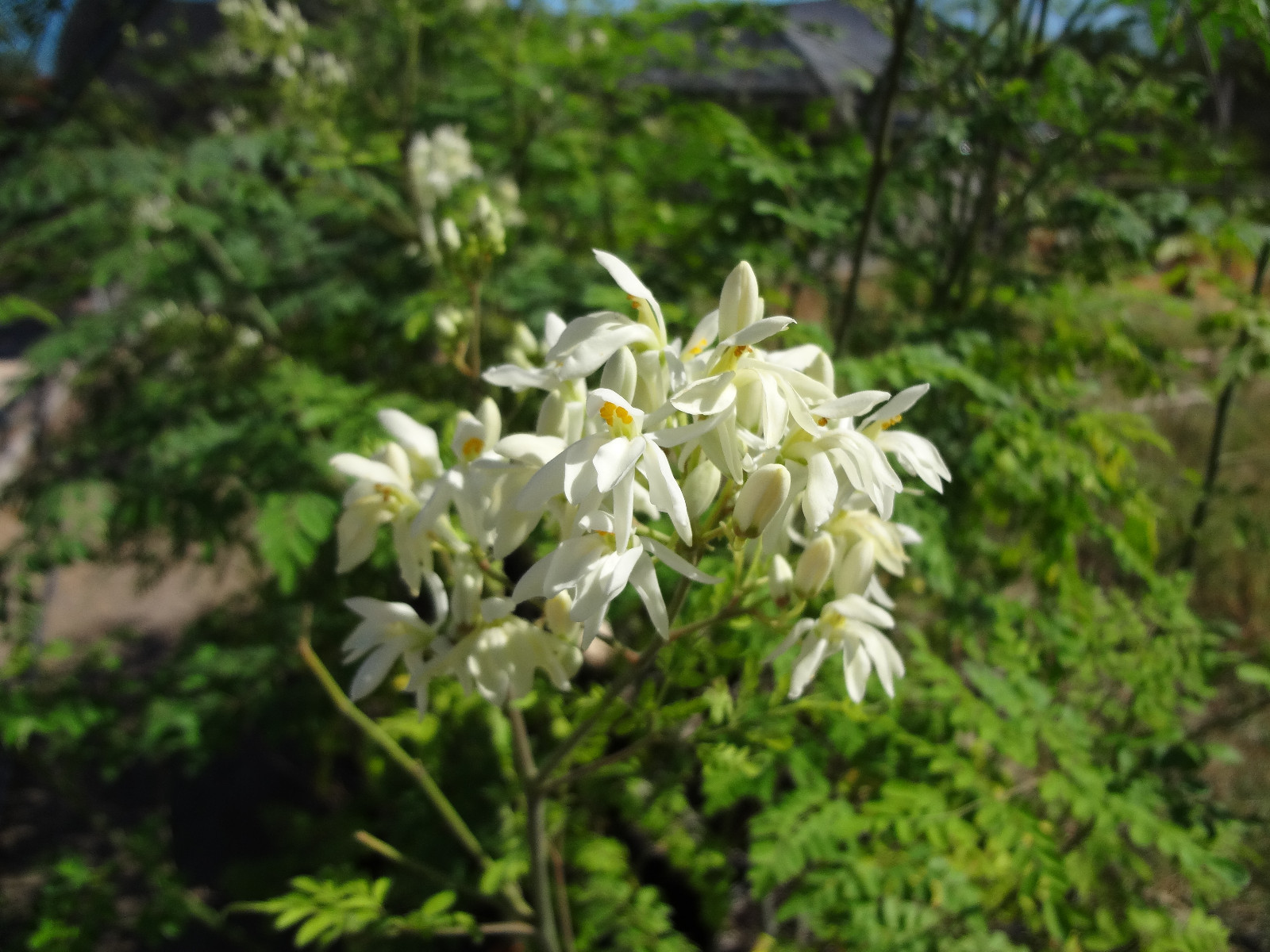MORINGA Oleifera STX-2 EXTREMELY PRODUCTIVE Best Variety Organically Grown SEEDS