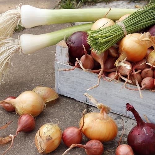 50+ Count Mixed Onion Sets – Red, White & Yellow Non-GMO Onion Bulbs for Garden