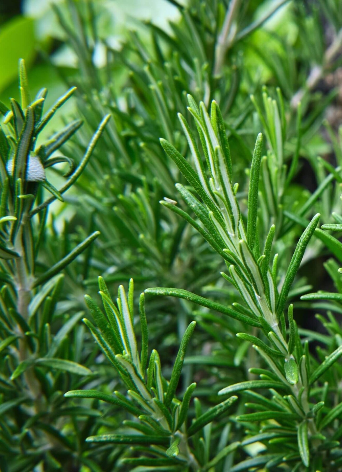 Rosemary SEEDS (rosmarinus officinalus)