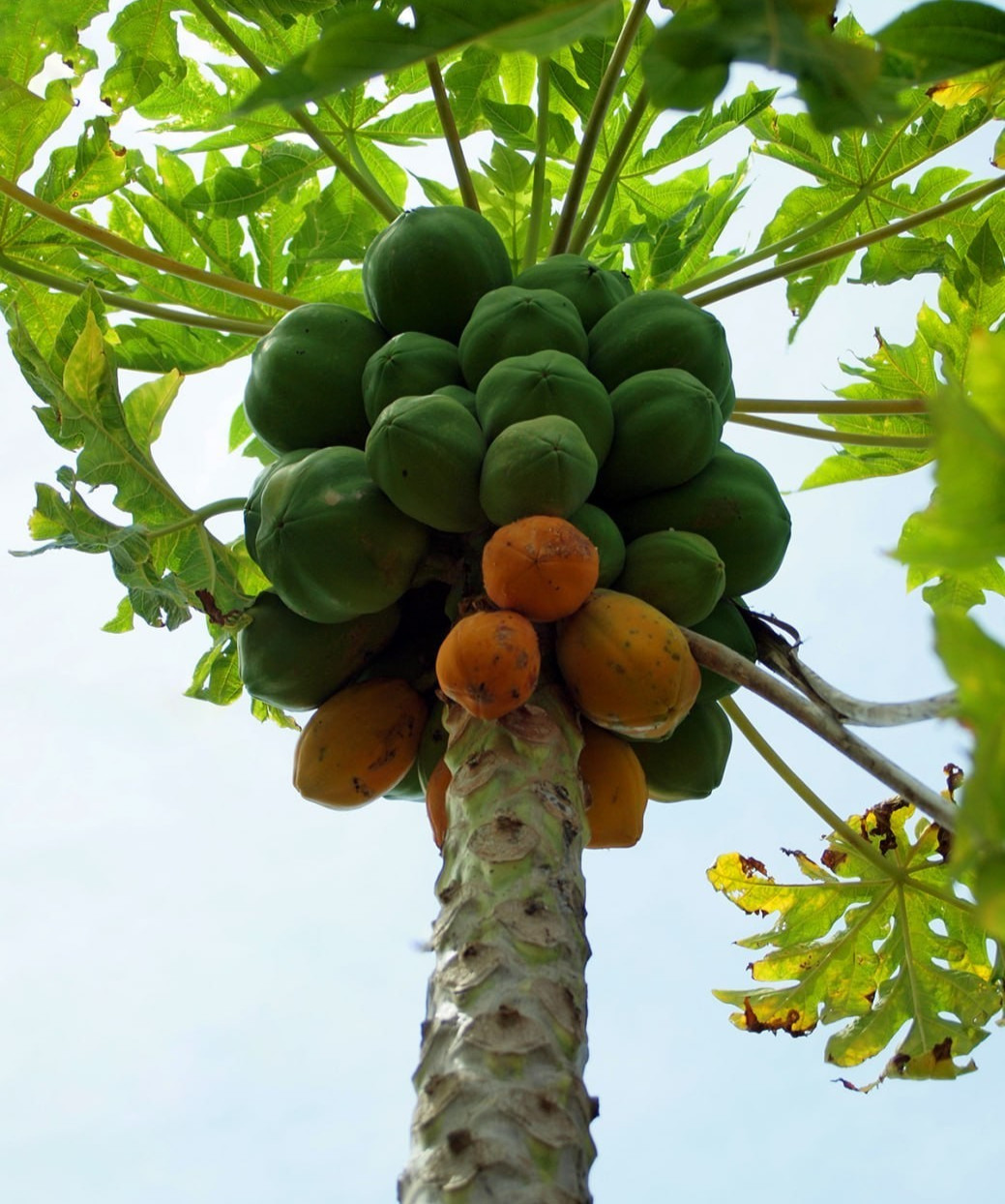40 Dwarf Solo Waimanalo Papaya Seeds – Carica Papaya – Fast Fruiting Houseplant