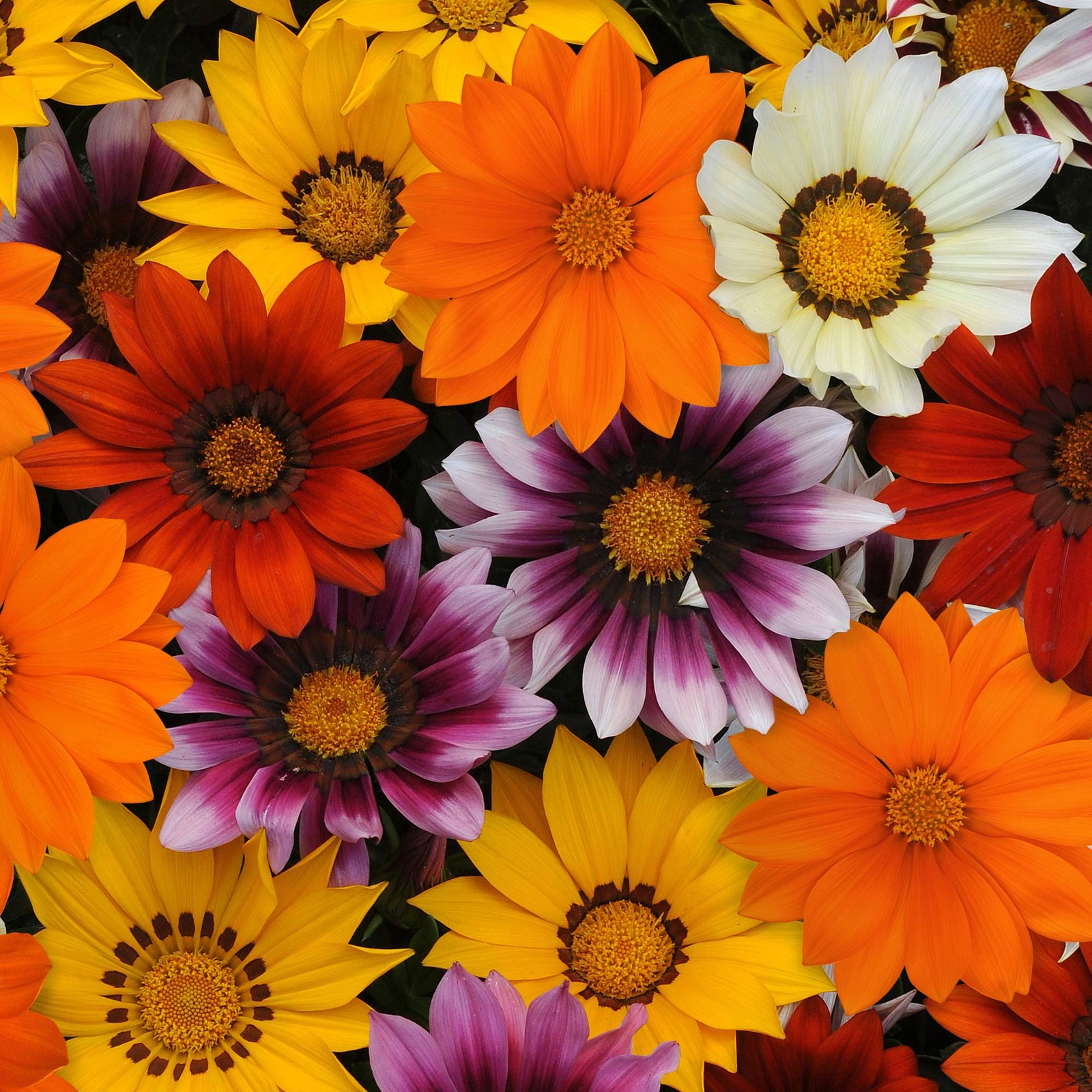New Day Mixed Gazania Seeds for Planting – 50 Pcs Perennial, Low-Maintenance,…