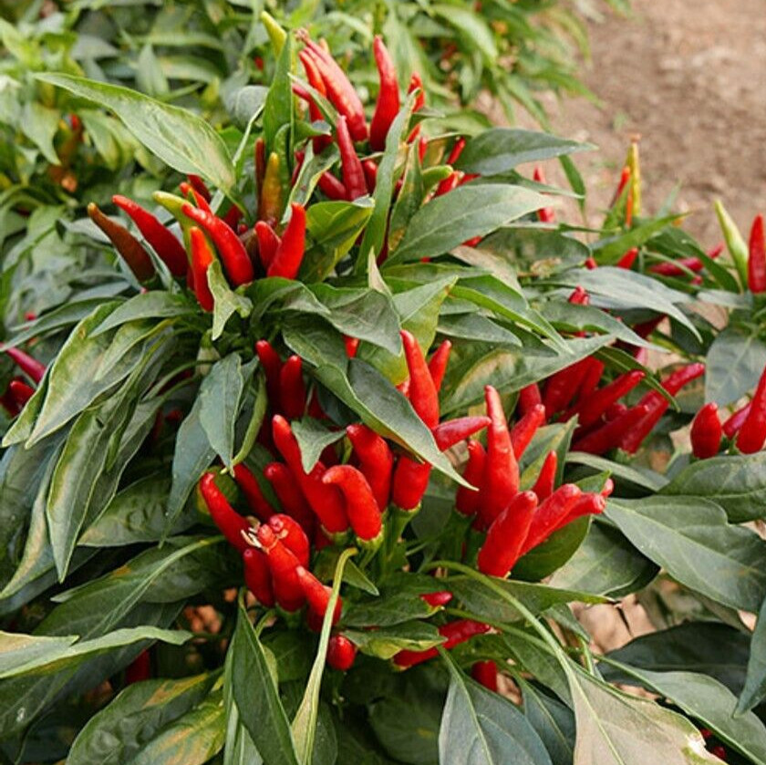 20 Top-Quality Freshly Harvested Thai Hot Red Culinary Premium Pepper Seeds-A 77