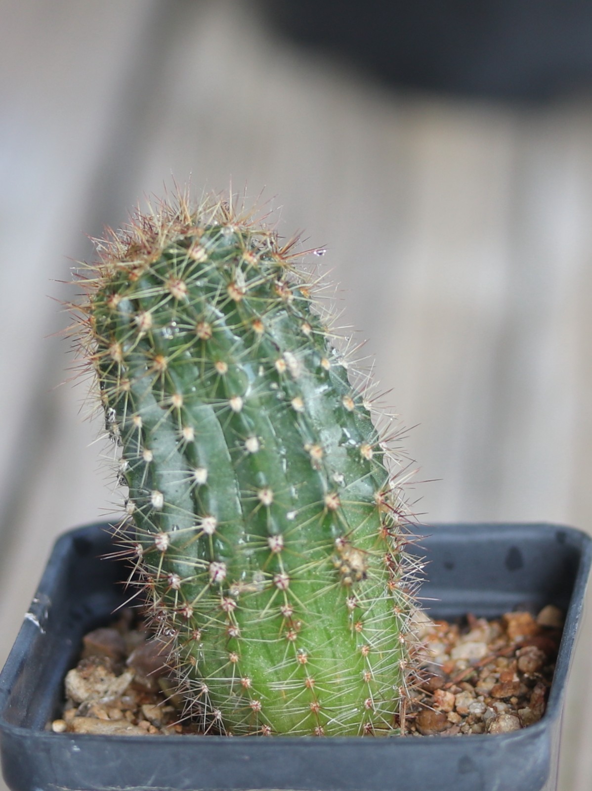 Echinopsis hybrid ‘Buergler Blau’