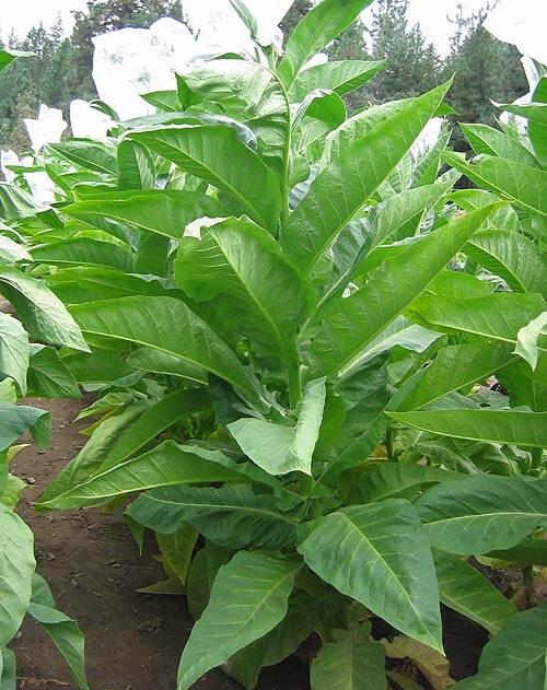 1000 Bolivian Criollo Black Tobacco Seeds ~ Heirloom Dark ~ Heavy Producer
