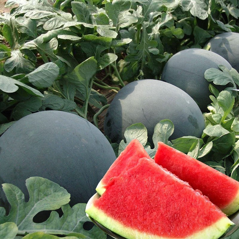25 Quality Sweet Black Diamond Premium Watermelon Seeds-B 76