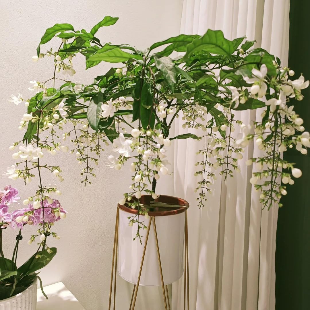 Climbing Jasmine Flower Seeds for Planting, 100 Jasminum Sambac Seeds, Perennial