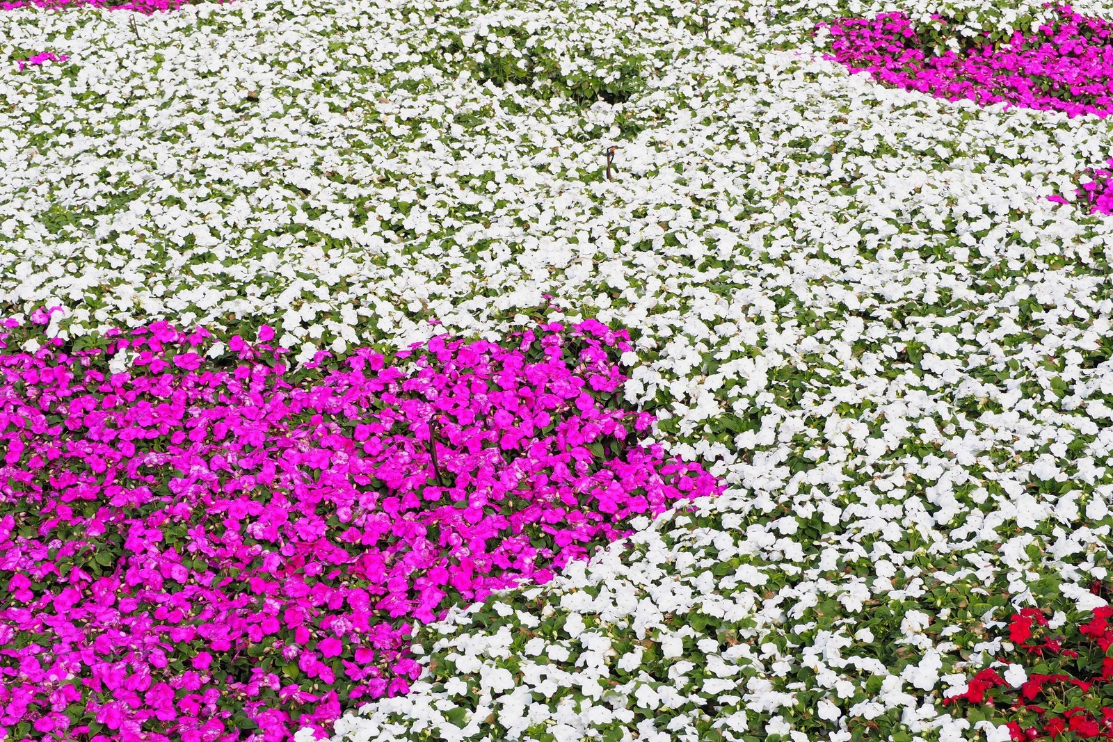 50 DWARF WHITE IMPATIENS Walleriana Sun or Full Shade Flower Seeds *Flat Ship